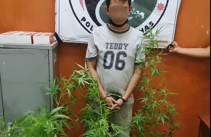 Tanam Ganja Dekat Rumah, Warga Onan Ganjang ini Terpaksa Diborgol Polisi