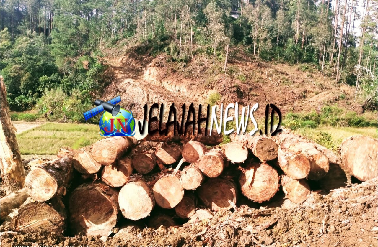 Hutan di Taput Dibabat Habis, Tobing Ompu Sumuntul Desak Hentikan Perambahan