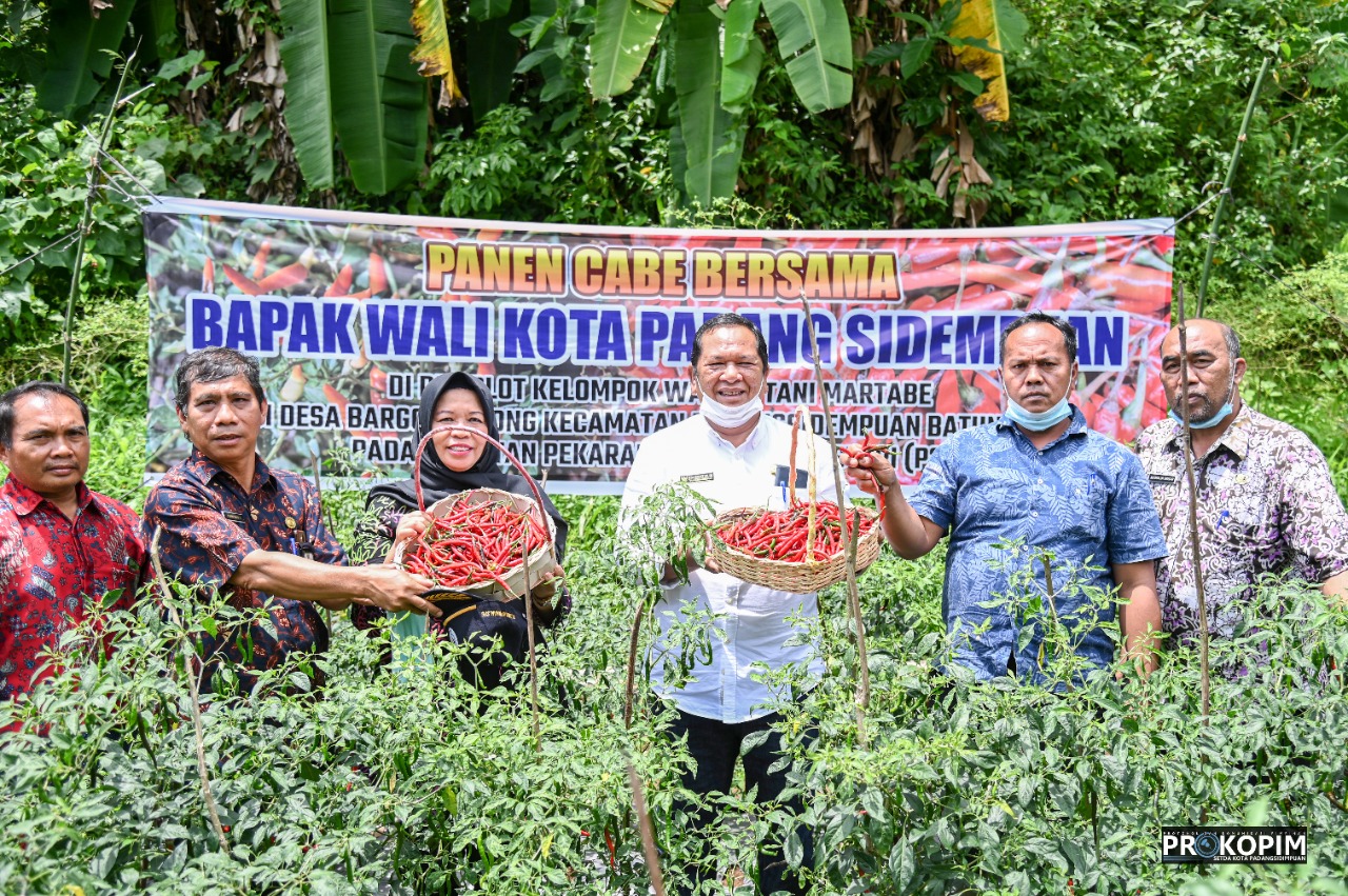 Walikota Sidempuan Lakukan Panen Perdana Tanaman Cabe Merah