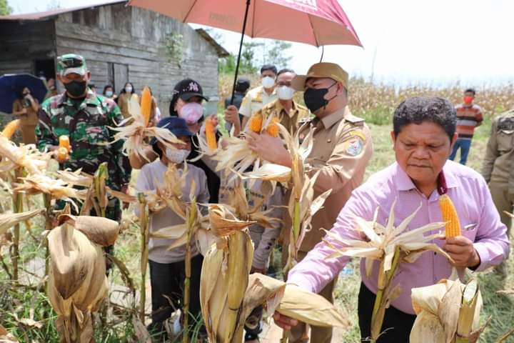 Bupati Nikson Panen Perdana Jagung 6,5 Ton di Pariksabungan