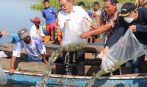 Ikan Iblis Merah Mengancam Nelayan Danau Toba, Bupati Tabur Benih Ikan Mujahir