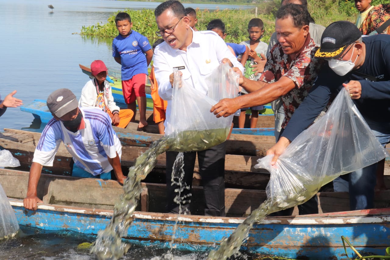 Ikan Iblis Merah Mengancam Nelayan Danau Toba, Bupati Tabur Benih Ikan Mujahir