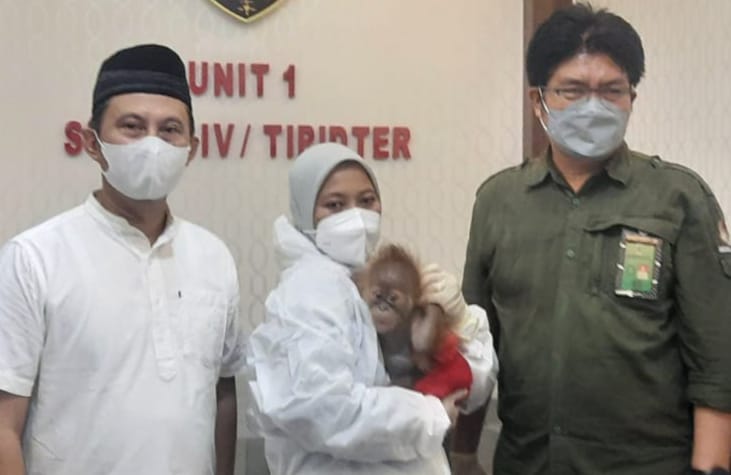 Anak Remaja Jual Orang Utan, Dikira Pembeli Ternyata Polisi, 5 Pelaku Ditangkap