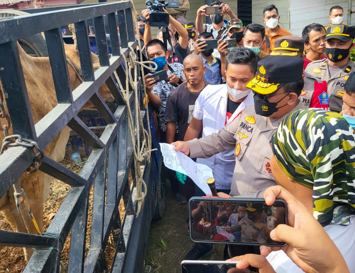 Kapolda Sumut Sidak Peternakan Sapi di Langkat