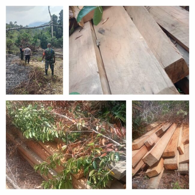 15 Kubik Kayu Illegal Logging Dan Karhutla Di Tapsel Ditemukan, Siapa Bertanggungjawab?