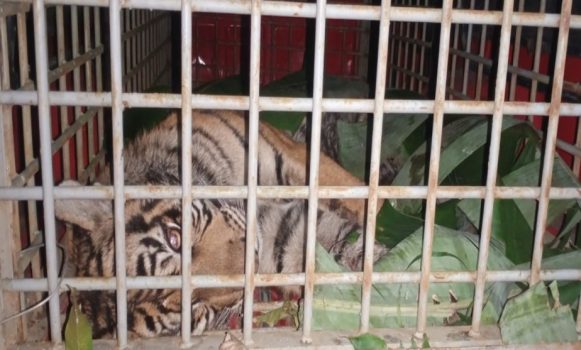 Buat Resah, Harimau Sumatera Ditangkap Warga Madina dengan Perangkap