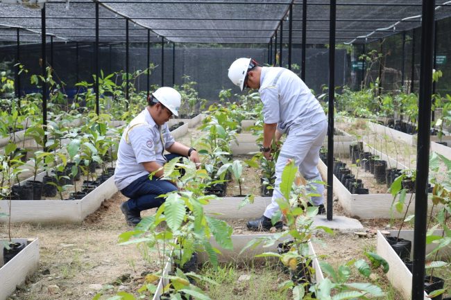 Berkomitmen Jaga Kelestarian Lingkungan, PLTA Batangtoru Bangun Nursery