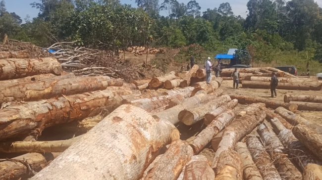 Oknum BPPHP ll Medan Diduga Terima Upeti Rambah Hutan di SD Tapsel dari Pengusaha