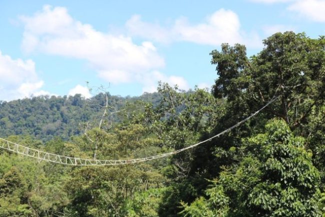 Pentingnya Jalur Pergerakan Hewan, PT. NSHE Menambah Titik Lokasi Jembatan Arboreal