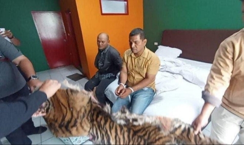 Terlibat Jual Kulit Harimau, Abang Beradik Warga P.sidimpuan Ditangkap Polisi