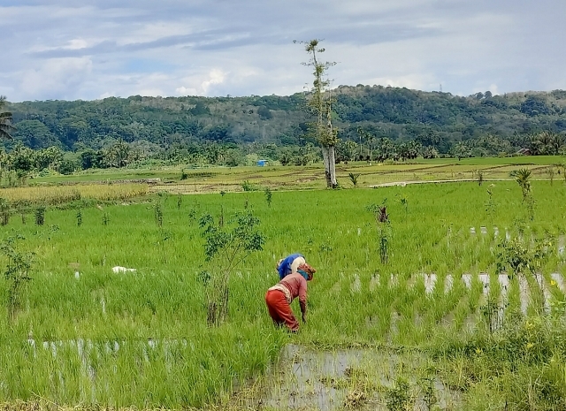 Di Tapsel Musim Tanam dan Panen Padi, Petani Butuh Racun Tikus dan Pupuk