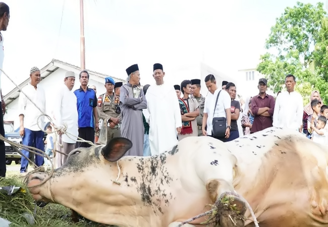 Bupati Langkat Sumbangkan 12 Ekor Sapi Kurban, Pererat Silaturahmi di Hari Raya Idul Adha